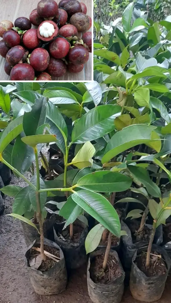 Purple_Mangosteen_Plant_-_Grafted_&_Perennial