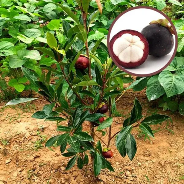 Purple_Mangosteen_Plant_-_Grafted_&_Perennial