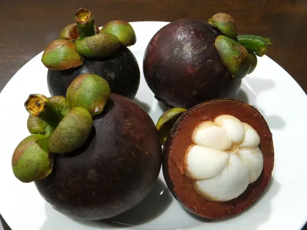 Purple_Mangosteen_Plant_-_Grafted_&_Perennial