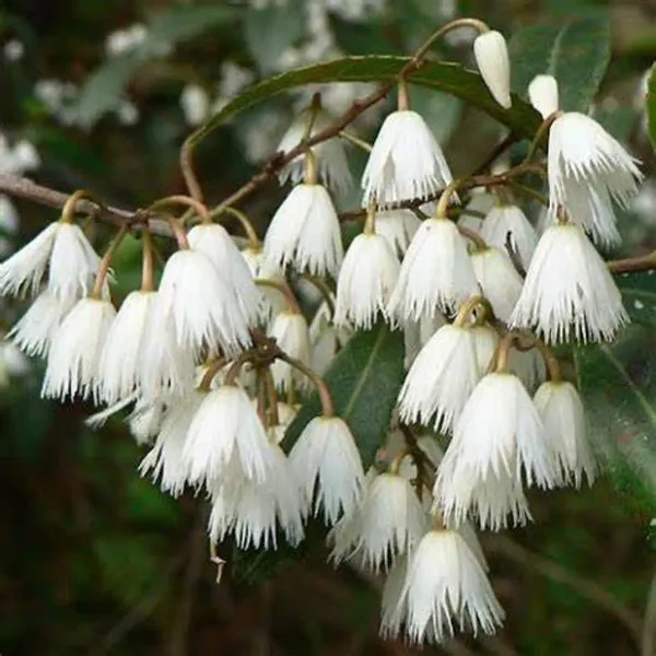 Brown_Rud_Rakhas_Plant_-_Grafted_&_Perennial