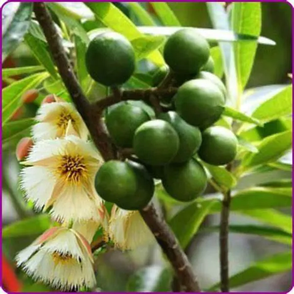 Brown_Rud_Rakhas_Plant_-_Grafted_&_Perennial