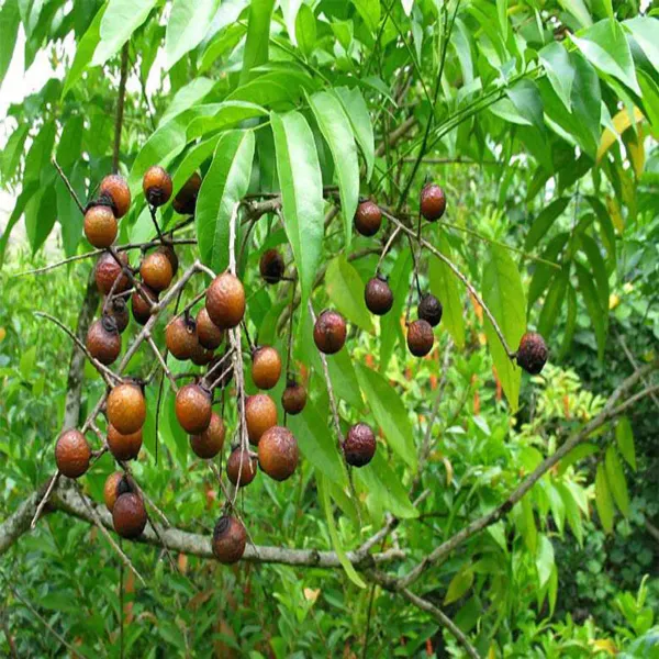Brown_Rud_Rakhas_Plant_-_Grafted_&_Perennial