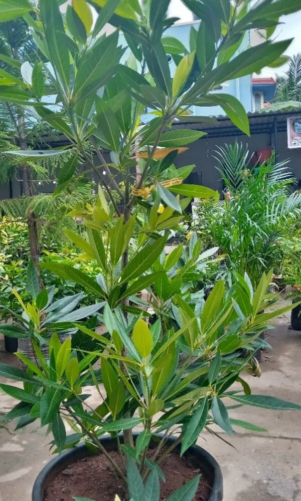 Brown_Rud_Rakhas_Plant_-_Grafted_&_Perennial