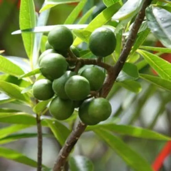 Brown_Rud_Rakhas_Plant_-_Grafted_&_Perennial