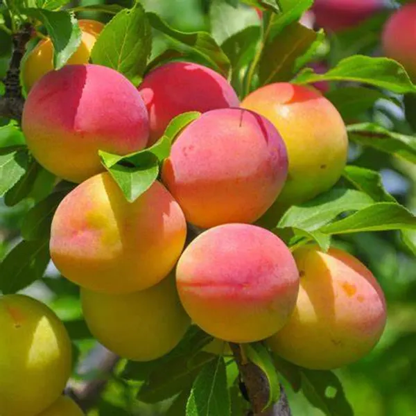 Yellow_Apicot_Fruit_Plant_-_Grafted_&_Perennial