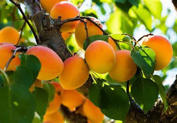 Yellow_Apicot_Fruit_Plant_-_Grafted_&_Perennial