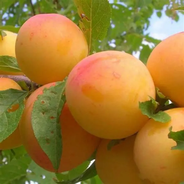 Yellow_Apicot_Fruit_Plant_-_Grafted_&_Perennial