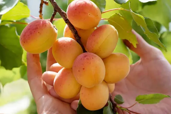 Yellow_Apicot_Fruit_Plant_-_Grafted_&_Perennial