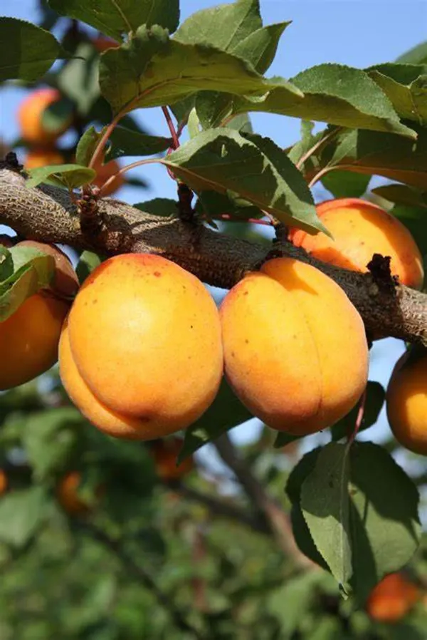 Yellow_Apicot_Fruit_Plant_-_Grafted_&_Perennial