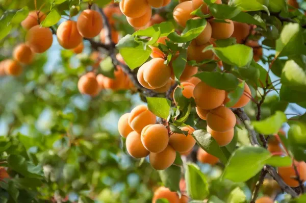 Yellow_Apicot_Fruit_Plant_-_Grafted_&_Perennial