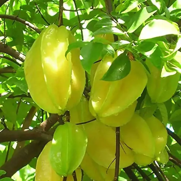 Yellow_Star_Fruit_Plant_-_Grafted_&_Perennial