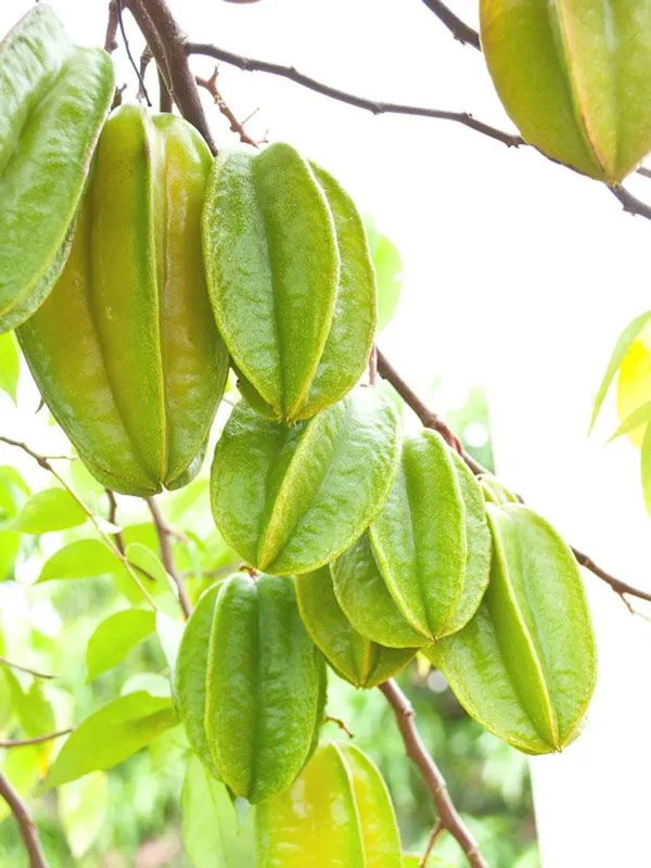 Yellow_Star_Fruit_Plant_-_Grafted_&_Perennial