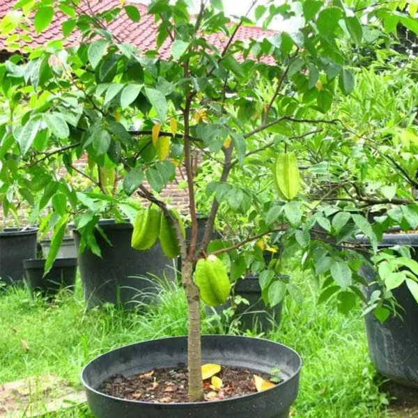 Yellow_Star_Fruit_Plant_-_Grafted_&_Perennial