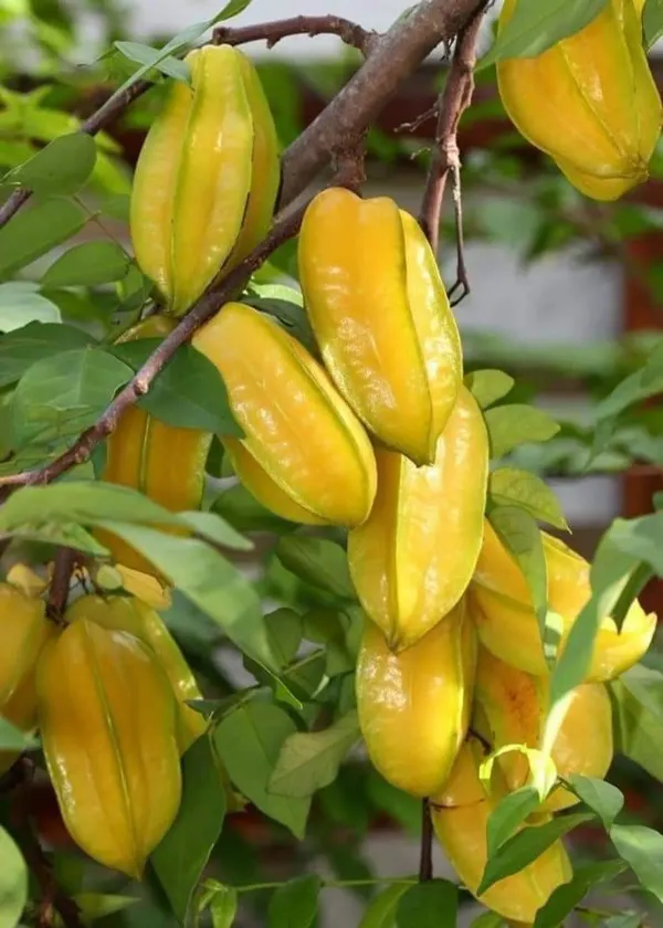 Yellow_Star_Fruit_Plant_-_Grafted_&_Perennial