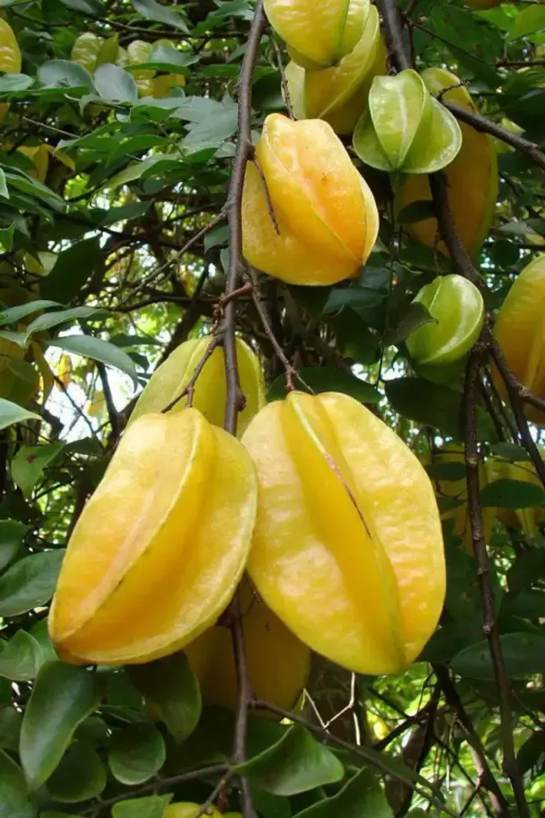 Yellow_Star_Fruit_Plant_-_Grafted_&_Perennial