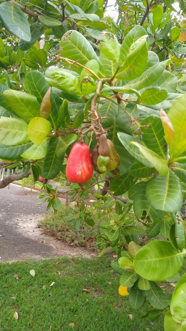 Red_Cashew_Apple_Plant_-_Grafted_&_Perennial