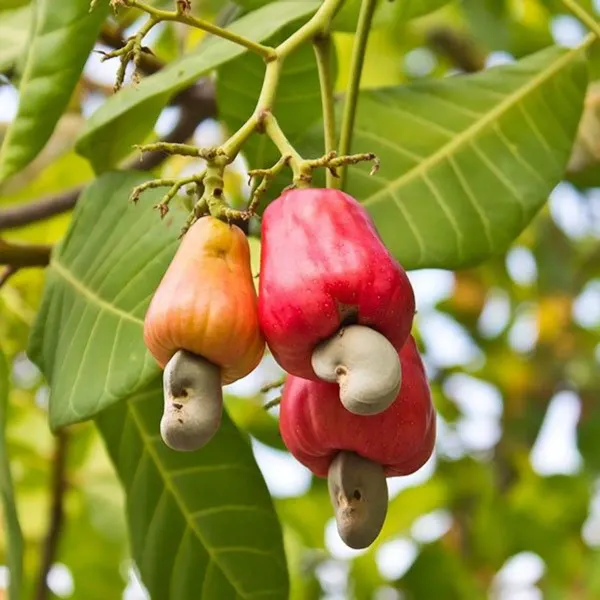 Red_Cashew_Apple_Plant_-_Grafted_&_Perennial