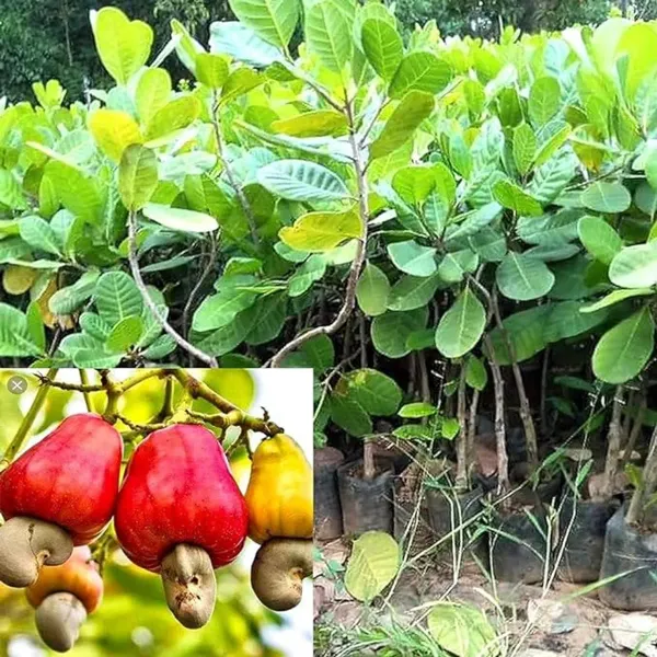 Red_Cashew_Apple_Plant_-_Grafted_&_Perennial
