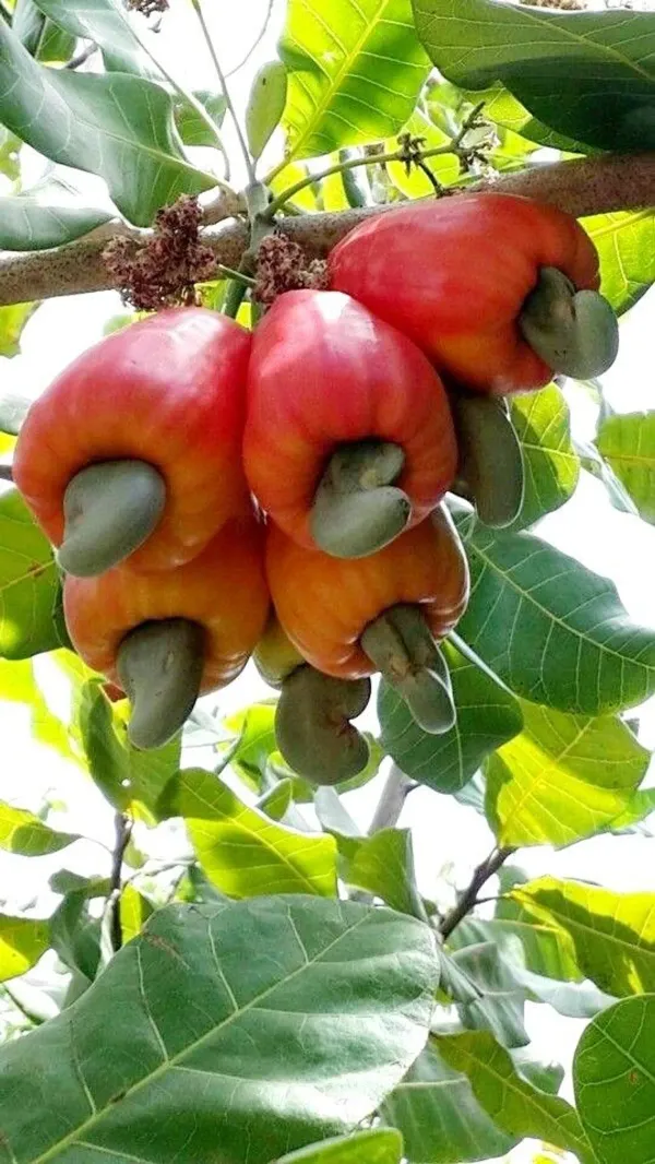 Red_Cashew_Apple_Plant_-_Grafted_&_Perennial