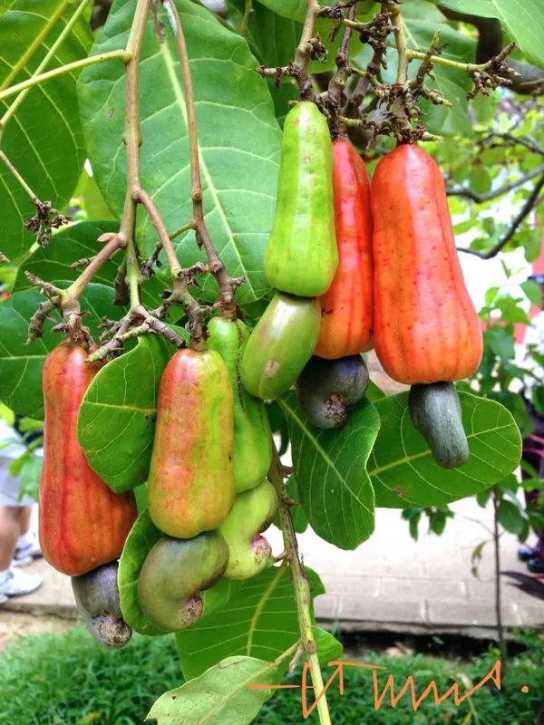 Red_Cashew_Apple_Plant_-_Grafted_&_Perennial