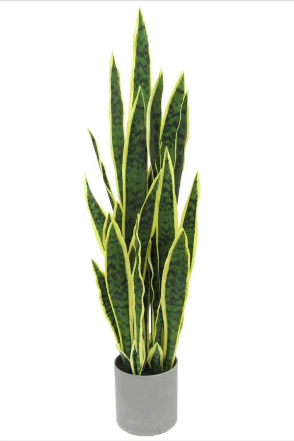 Green_Snake_Live_Plant_-_Grafted_&_Perennial
