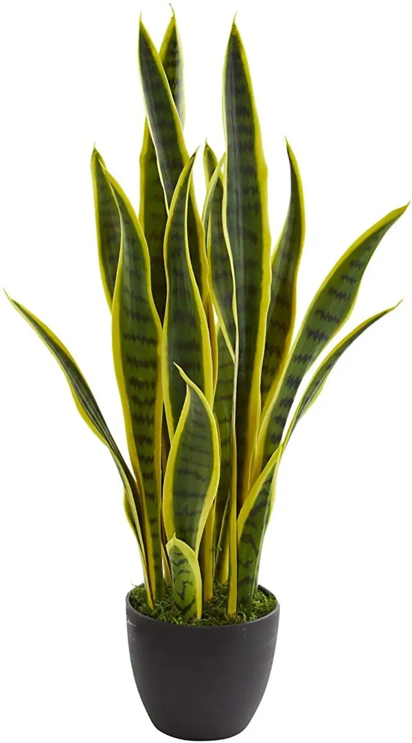 Green_Snake_Live_Plant_-_Grafted_&_Perennial