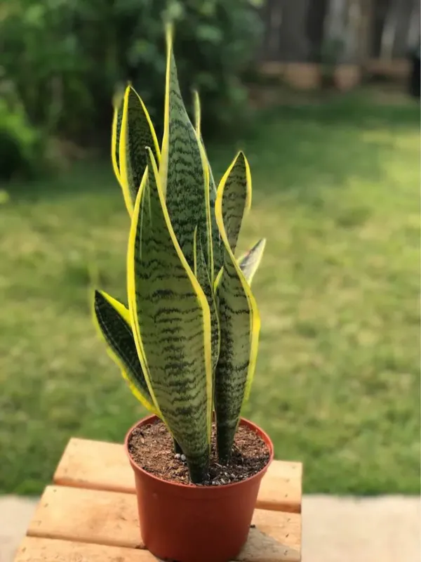 Green_Snake_Live_Plant_-_Grafted_&_Perennial