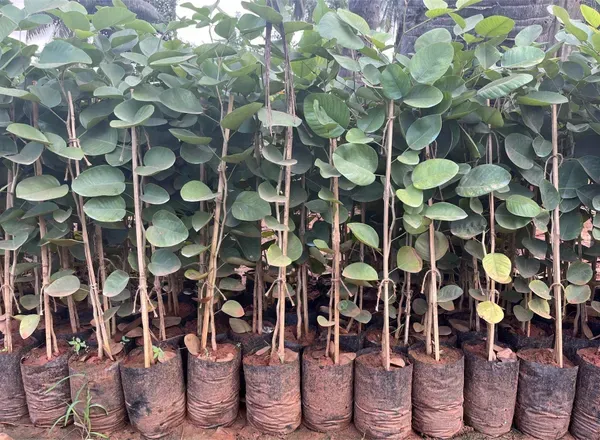 Red_Sandalwood_Live_Plant_-_Grafted_&_Perennial
