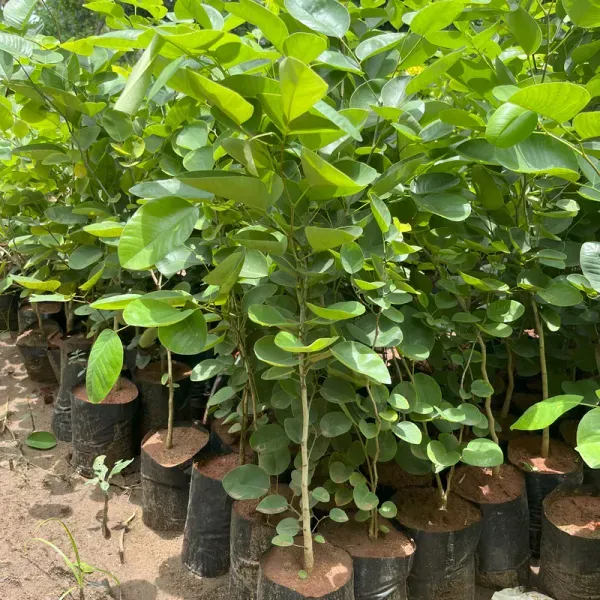 Red_Sandalwood_Live_Plant_-_Grafted_&_Perennial