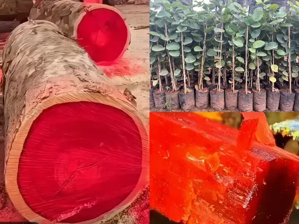 Red_Sandalwood_Live_Plant_-_Grafted_&_Perennial