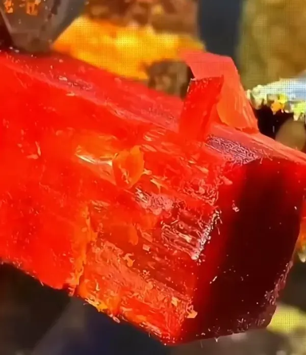 Red_Sandalwood_Live_Plant_-_Grafted_&_Perennial