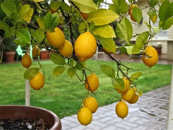 Yellow_Lemon_Plant_-_Grafted_&_Perennial