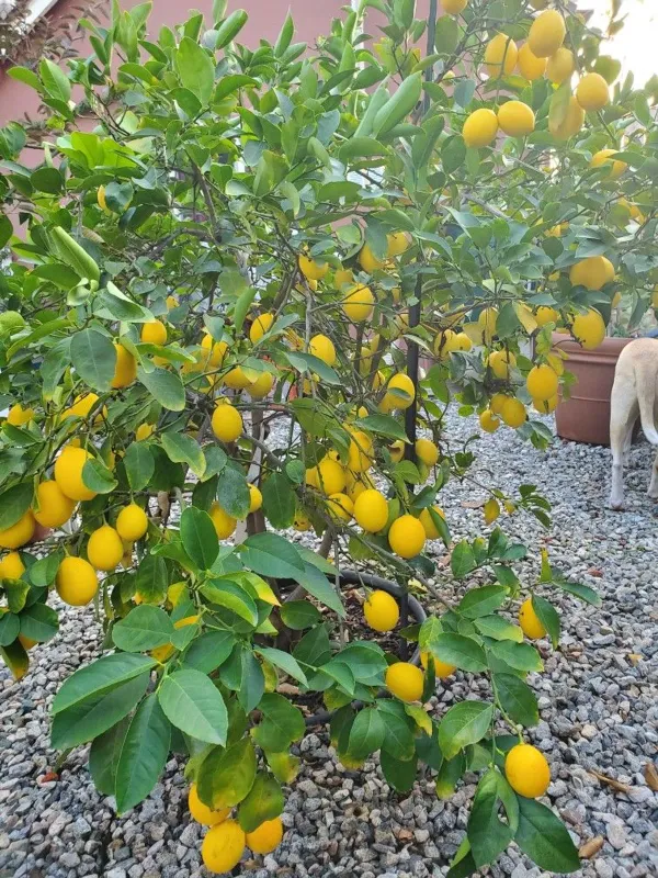 Yellow_Lemon_Plant_-_Grafted_&_Perennial