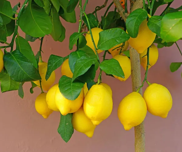 Yellow_Lemon_Plant_-_Grafted_&_Perennial