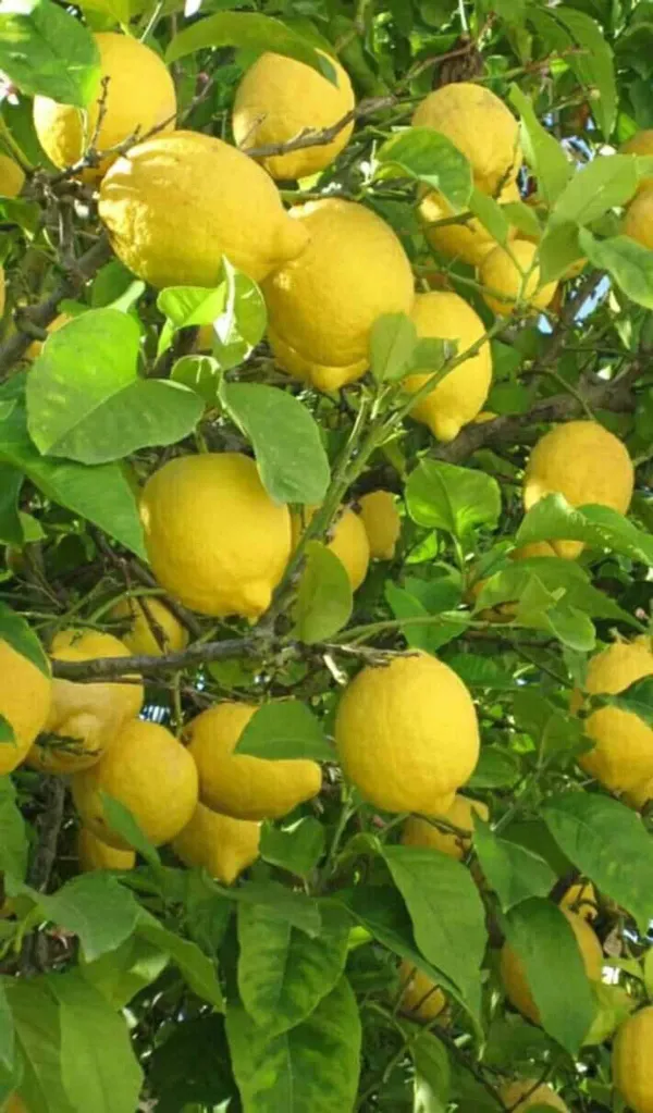 Yellow_Lemon_Plant_-_Grafted_&_Perennial