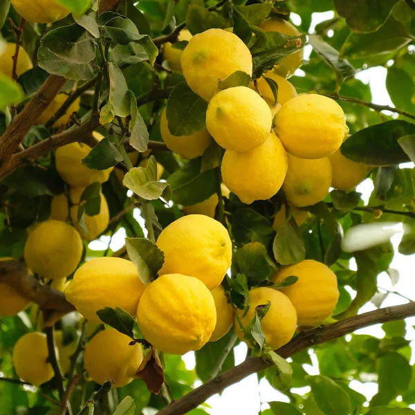 Yellow_Lemon_Plant_-_Grafted_&_Perennial