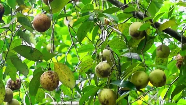 Brown_Jaiphal_Highly_Benefited_Spices_Plant_-_Grafted_&_Perennial