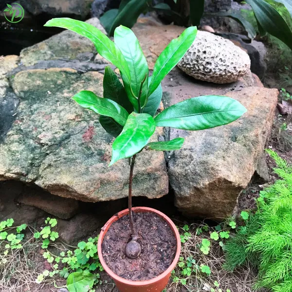 Brown_Jaiphal_Highly_Benefited_Spices_Plant_-_Grafted_&_Perennial