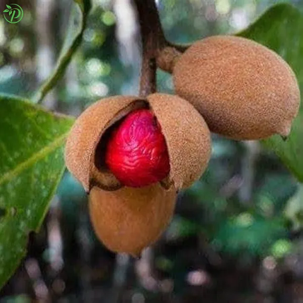 Brown_Jaiphal_Highly_Benefited_Spices_Plant_-_Grafted_&_Perennial