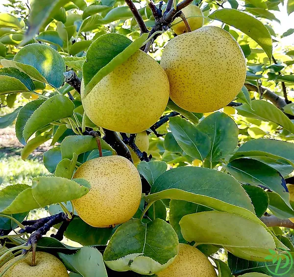 Green_Pear/Naspati_Plant_-_Grafted_&_Perennial