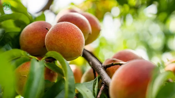 Orange_Juicy_Peach_Fruit_Plant_-_Grafted_&_Perennial
