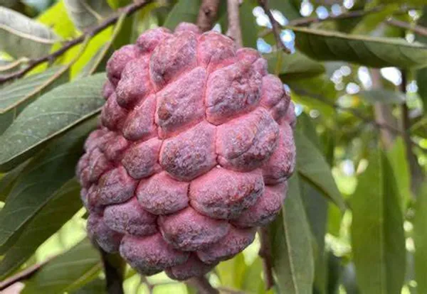 Black_Custard_Apple_Plant_-_Grafted_&_Perennial