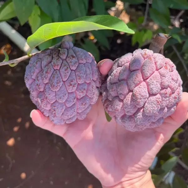 Black_Custard_Apple_Plant_-_Grafted_&_Perennial