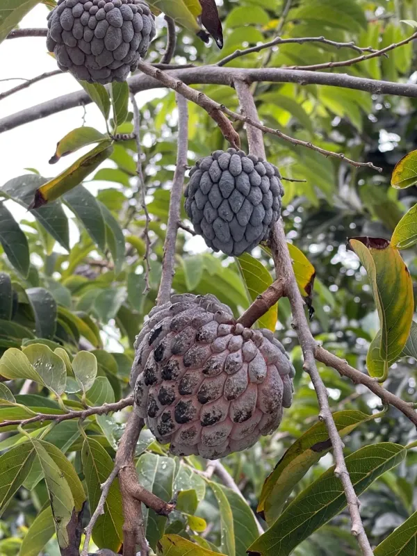 Black_Custard_Apple_Plant_-_Grafted_&_Perennial
