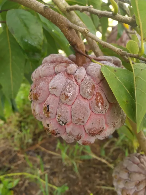 Black_Custard_Apple_Plant_-_Grafted_&_Perennial
