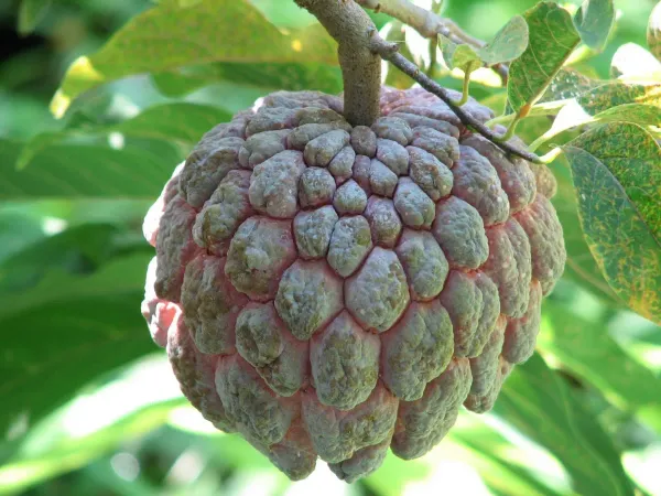Black_Custard_Apple_Plant_-_Grafted_&_Perennial