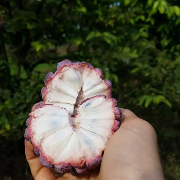 Black_Custard_Apple_Plant_-_Grafted_&_Perennial