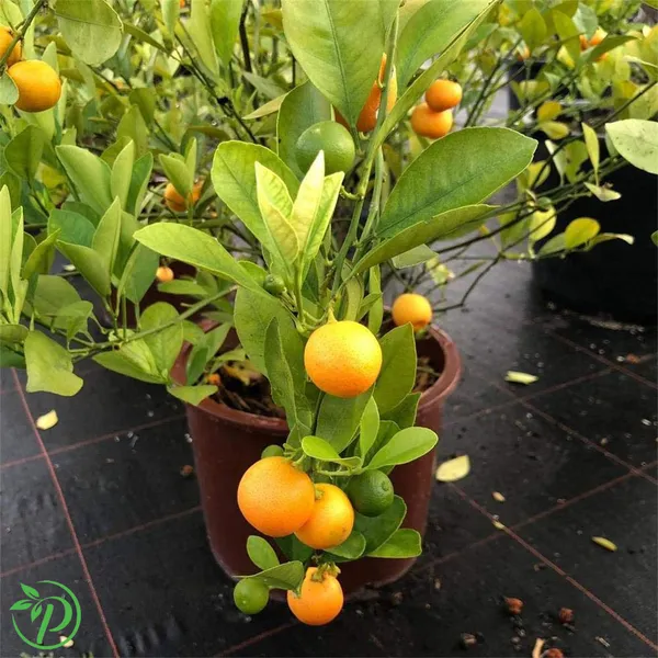 Sweet_Orange_Plant_-_Grafted_&_Perennial