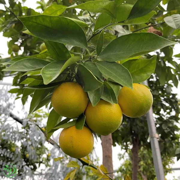 Sweet_Orange_Plant_-_Grafted_&_Perennial