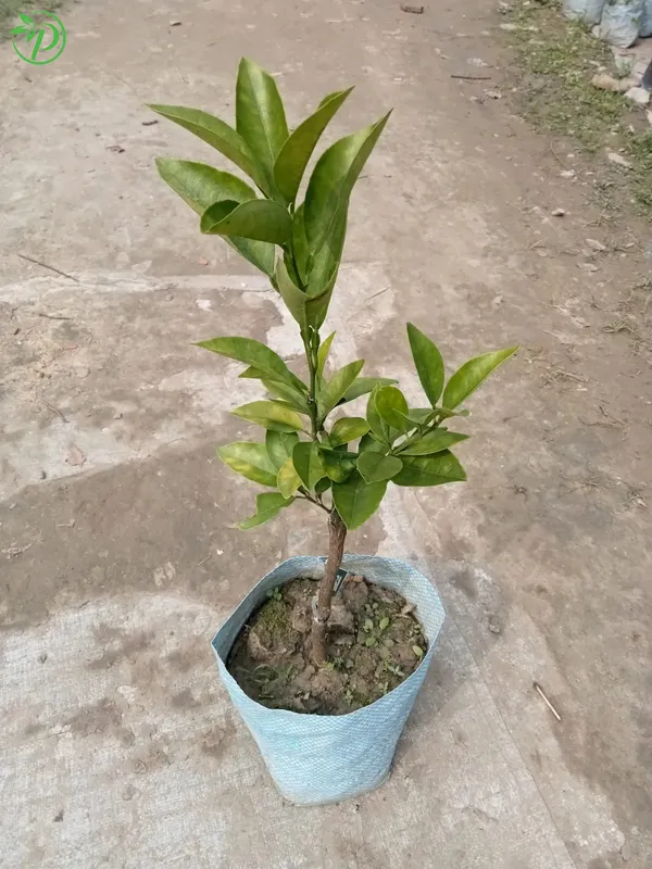Sweet_Orange_Plant_-_Grafted_&_Perennial